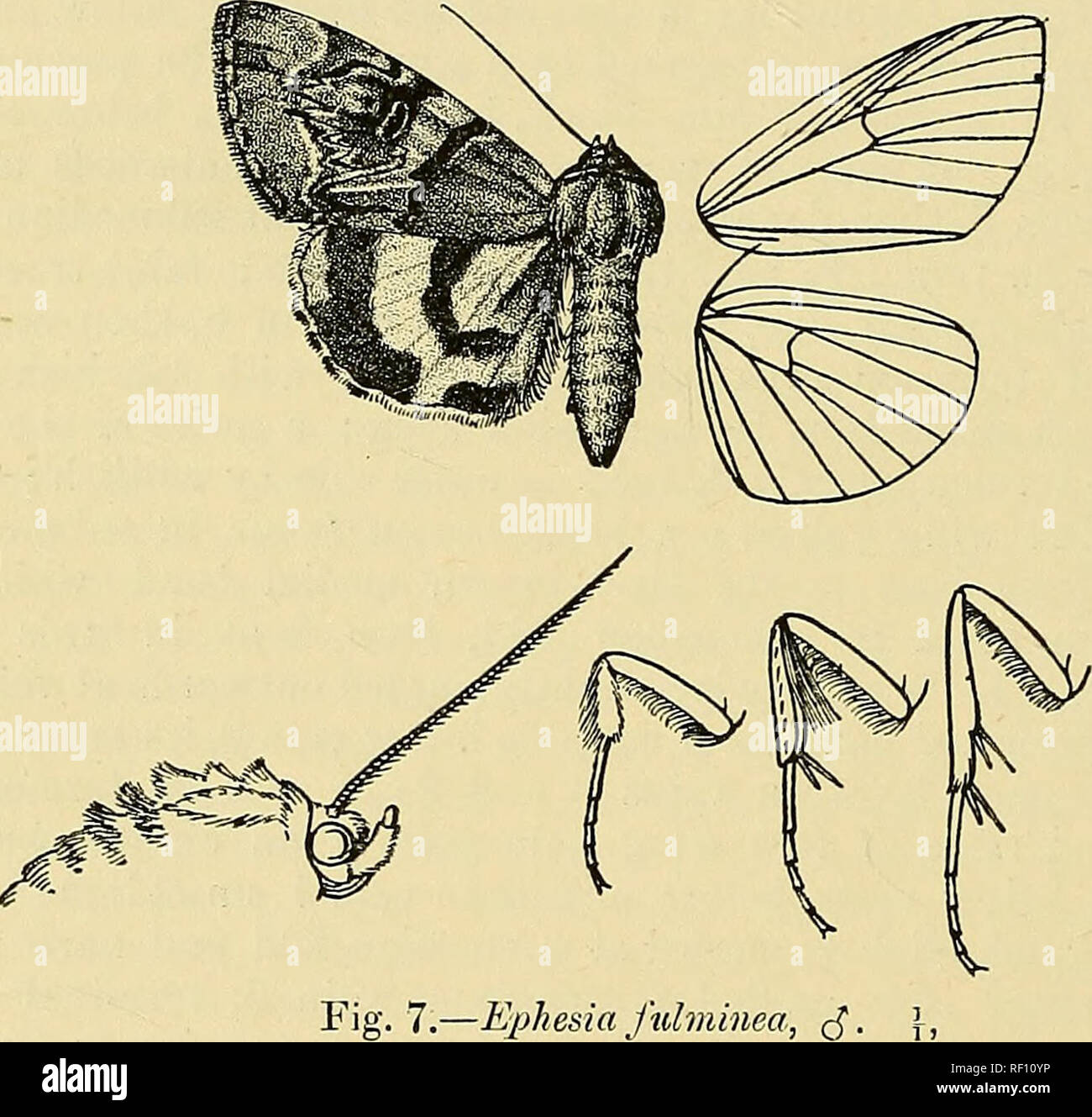 . Katalog der Lepidoptera Phalaenae im British Museum. Motten. 202 KOCi' UID. E. 7323. Ephesia fulminea. Phalmna fidminca, Scop. Eut. Carn. S. 206 (1763); Staud. Kat. Lep. pal. S. 249. yoctua paranympha, Linn. Syst. Nat. ed. xii. S. 842 (1767); Esp. Schmett. iv. pi. 105. ff. 1-3; Hiibn. Eur. Schmett., Noct. ff 336, 601; Godt. Lep. Fr. V. S. 84, Pi. 49. w. 3; P. Neue Beitr. pi. 527. Pi-Cafocala utonymfha, Boisd. Gen.&amp; Ind. Meth. S. 168 (1840); Guen. Noct. iii S. 103, Pi. 15. w. 12. Catocala koreana, Staud. Eom. Mem. Vi, S. 587 (1892). Kopf und Thorax Farbton an Grau getaucht mit Stockfoto