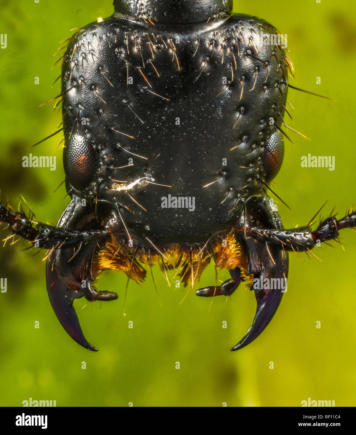 Extreme Nahaufnahme von der Leiter einer Rove beetle staphylinus Fokus gestapelt Stockfoto