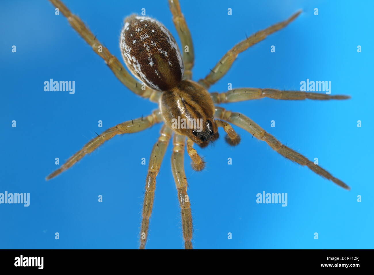 Pirate Spider auf der Wasseroberfläche Stockfoto