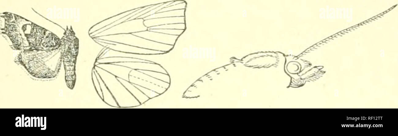 . Katalog der Lepidoptera Phalaenae im British Museum. Motten