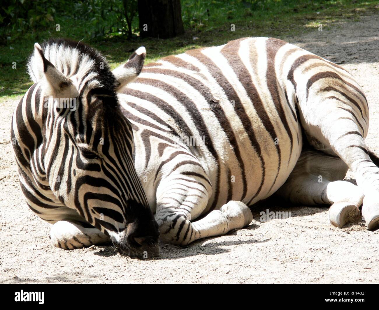 Zebra liegend auf dem Boden Stockfoto