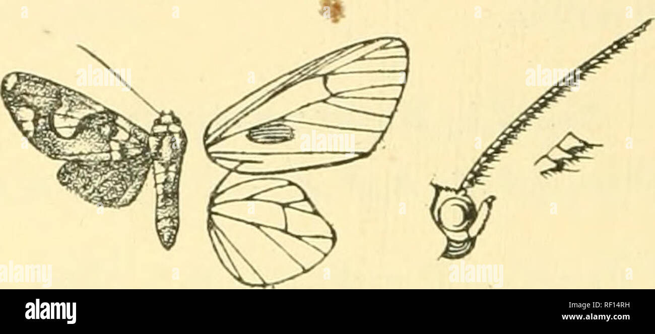 . Katalog der Lepidoptera Phalaenae im British Museum. Motten. 112