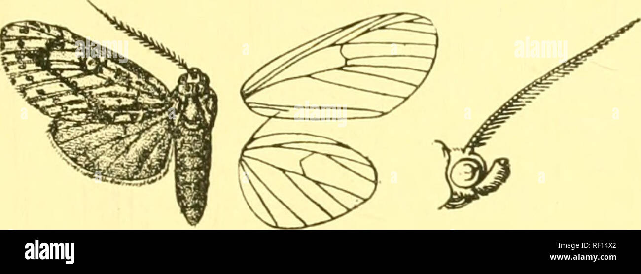 . Katalog der Lepidoptera Phalaenae im British Museum. Motten. H. i: M AI' HT. KISIA.- PARANERITA. /! • * LlM.">/" • Haemaphlebia venata. Barilim haben Nata, Roths. A. M. N. II. (8) iv. S. 210 (1909); Id. Nov. Zool, Wii. pi. 12. w. 33. '. Ich Blei- und Thorax gelb: Taster mit dem 2. Gemeinsamen scarlcl hinter und braun an der Spitze; Eisen mit Braun bar; Scheitelpunkt der Raupe mit scarlel Spot: tegulse mit Scarlet lunules und t'useous medial Punkte; patagia mit Scarlet annuli und oberen Rand; Dorsum des Thorax mit roten Streifen; Tibia - mit Fuscous Spots, tarsi mit Fuscous Ringe; abdomen Scharlach, Yel Stockfoto