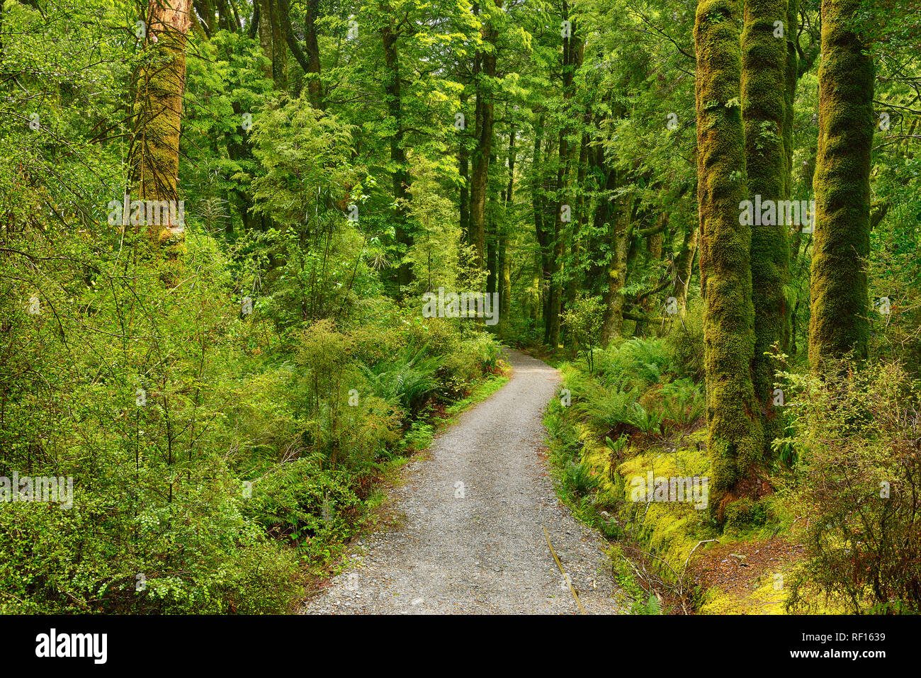 Fußweg durch den Regenwald. Die blauen Pools Walking Track auf der Haast Highway, South Island, Neuseeland Stockfoto