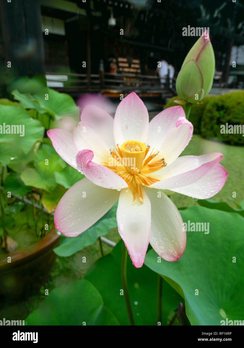 Schöne rosa und weissen Lotus Blume in voller Blüte in einem japanischen Garten Stockfoto