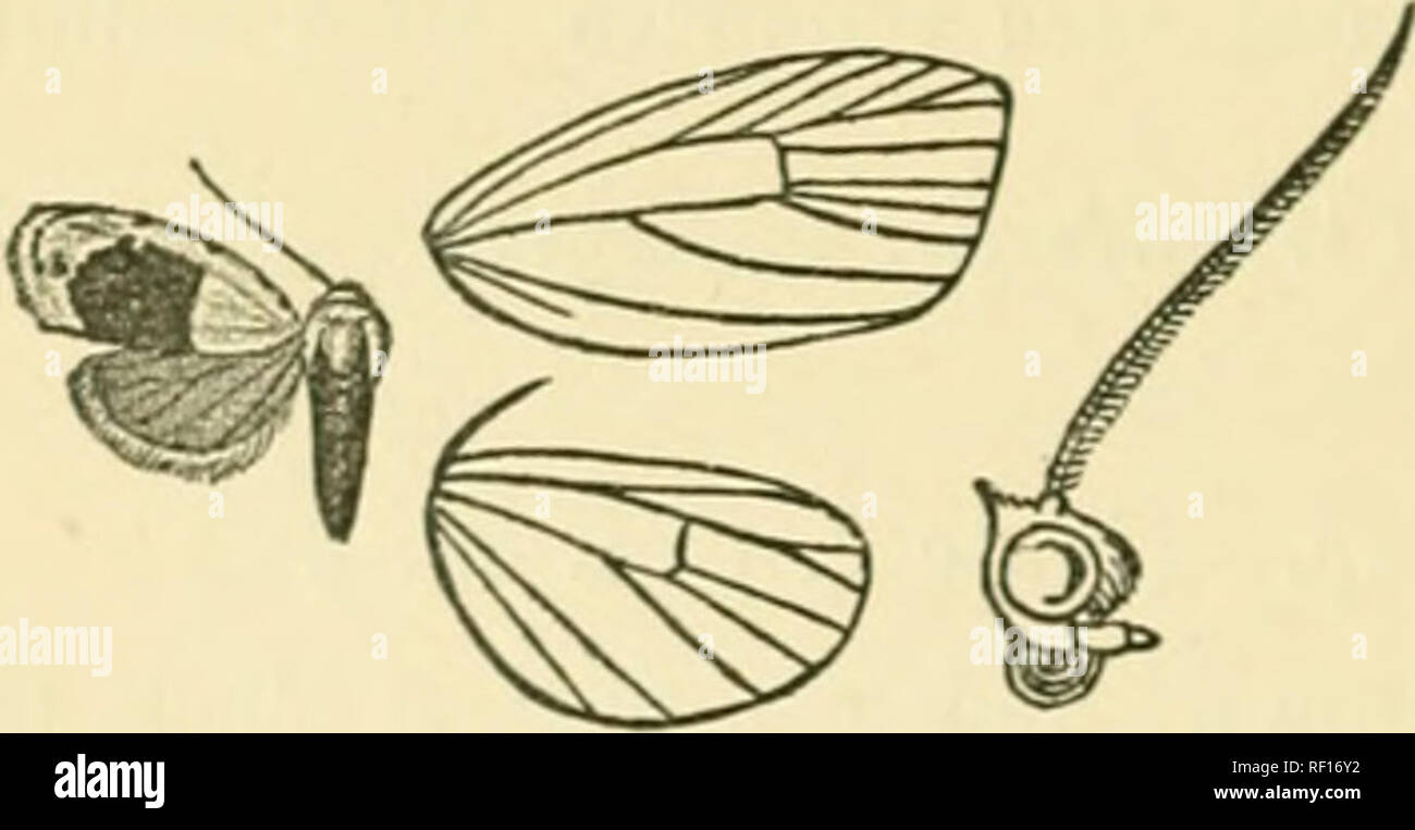 . Katalog der Lepidoptera Phalaenae im British Museum. Motten. Abschn
