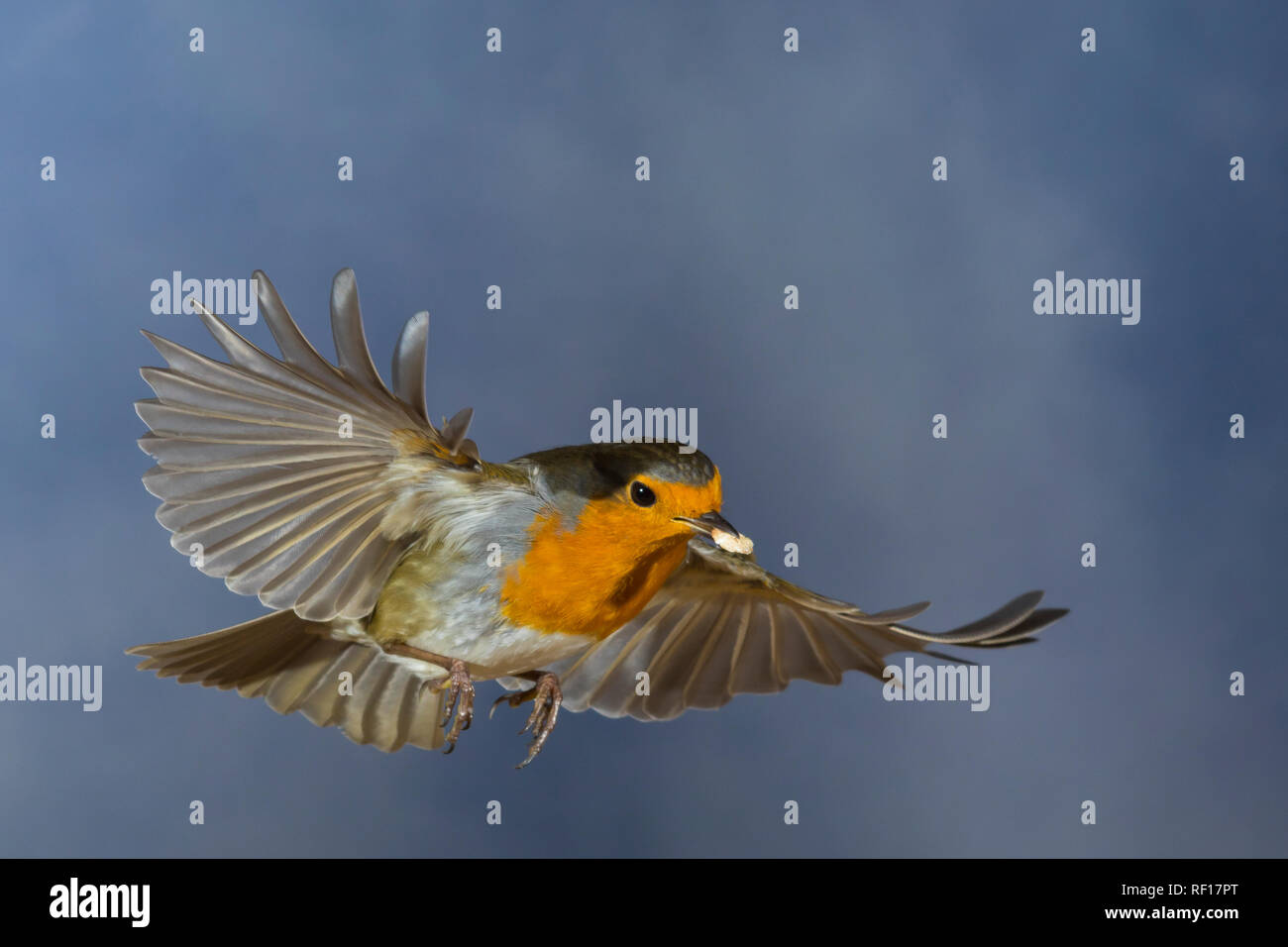 Rotkehlchen, fliegend, im Flug, Flugbild, mit Vogelfutter im Schnabel, Erithacus rubecula, Robin, Robin, Robin redbreast, Flug, flighing, L Stockfoto