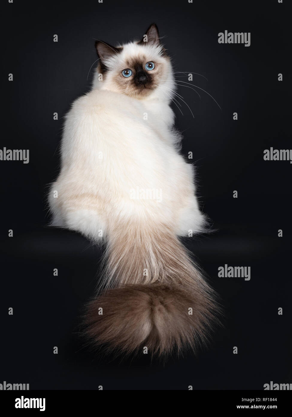 Cute Seal Point Heilige Birma Katze Kätzchen Nach Hinten