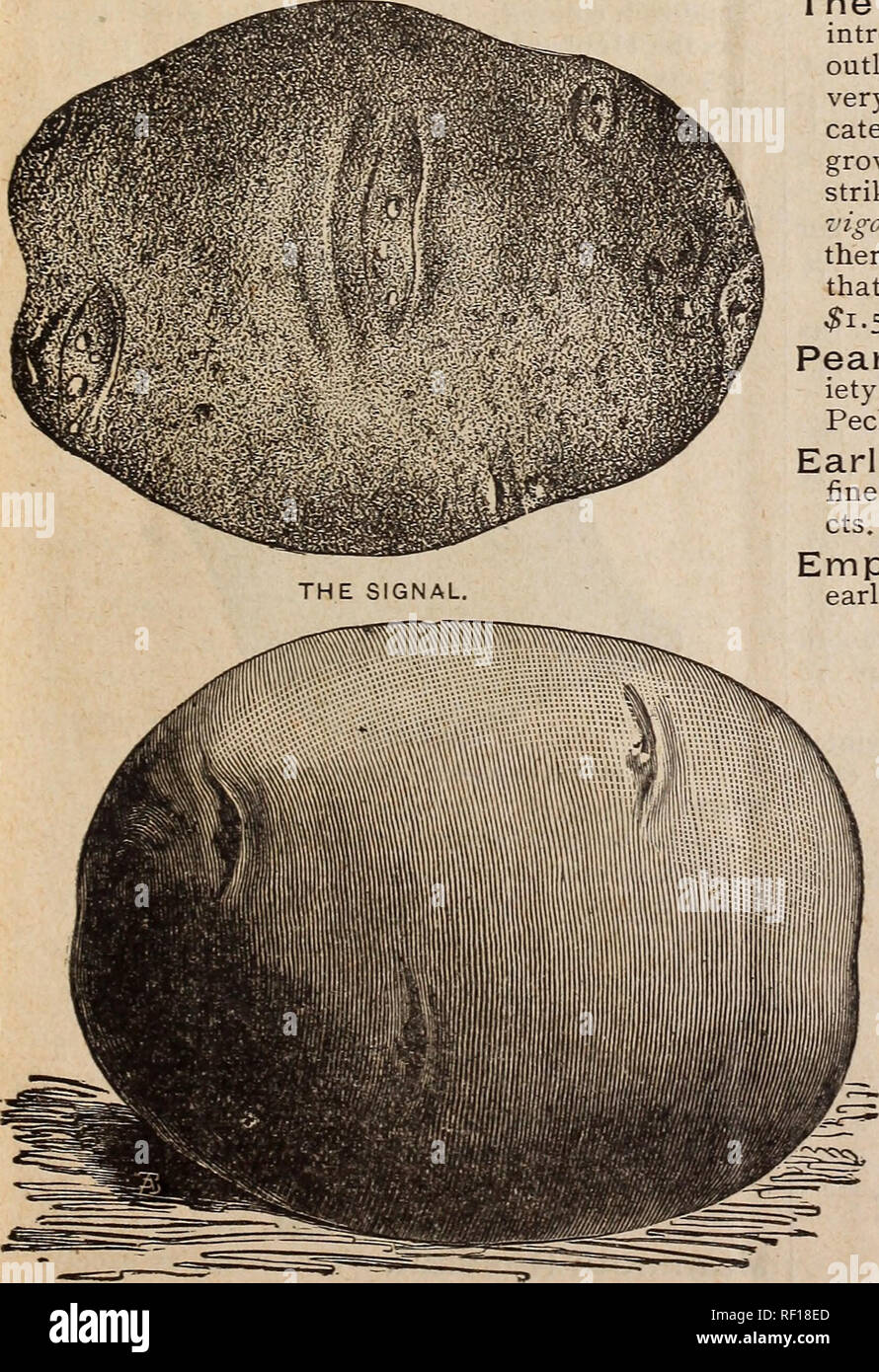 . Katalog der Garten, Feld und Blumensamen. Baumschulen Wisconsin Kataloge; Gemüse; Blumen Samen Samen Kataloge Kataloge. THEO. KOSS, 261 Reed Street, Milwaukee, Wis. 7 Tom Thumb. Sehr Zwerg und frühen/von Excel Fastenzeit Qualität, Ausbeute reichlich. Pkt. 5 cts.: Pint 15 cts.: Quart 30 cts.: Peck 1,50 $: Scheffel, $ 5-5 o. Verbesserte Daniel O'Rourke. Einen gefallen - l: ite, extra frühe Sorte. Pkt. 5 cts.: Pint 10 cts. ; Quart 20 cts.: Peck $ 1.00: scheffel $ 3.85. Telefon. Eine außerordentliche Cropper, bear-ds ing immense Semi-doppelzimmer pods, voll von großen Erbsen? rv von exquisive Geschmack. Pkt. 5 cts.: Pint 15 cts. Stockfoto