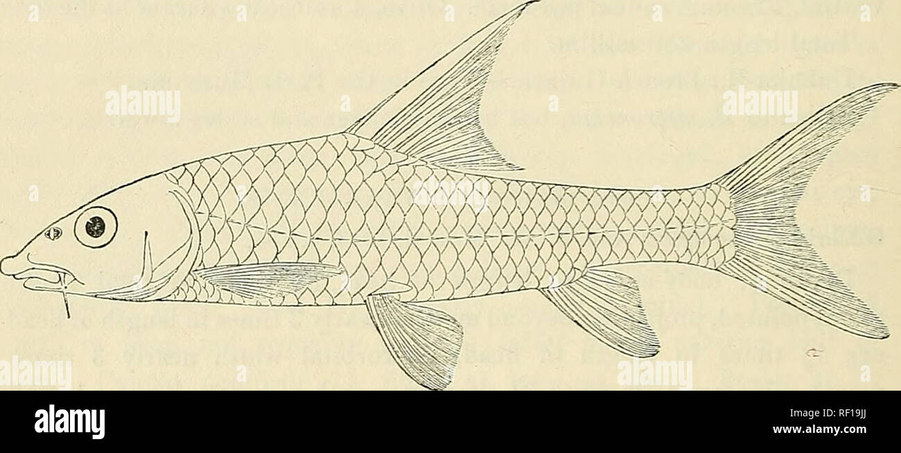 Rhinophorus Fotos und Bildmaterial in hoher Auflösung Alamy