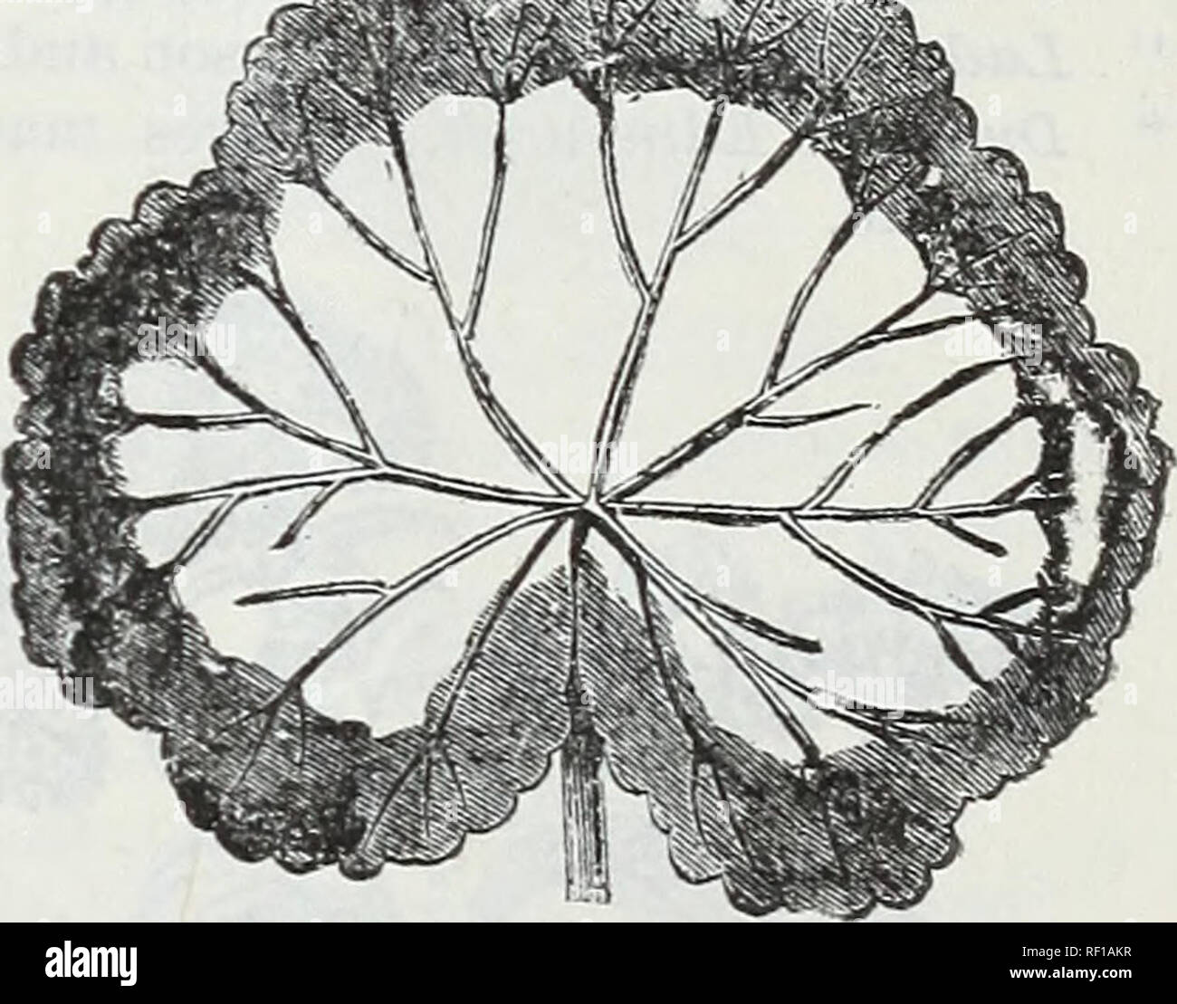 . Katalog der niederländischen Glühlampen und andere blühende Wurzeln: Auch Samen und Pflanzen im Herbst einpflanzen und Haus Dekoration im Winter. Blumen Samen Kataloge, Leuchtmittel (Pflanzen) Kataloge. Geranie - Doppel. Geranie, William Pfitzer. Zwerg, Scarlet. "Aline Sisley. Weiß, rosa Farbton. "Juwel. (Neu). Traversen von guter Größe; tief; scarle in Farbe. Jede einzelne Blume wird regelmäßig gebildet, die wie ein Miniatur rose. "Madame Lemoine. Hell rosa rosa. Geranie, vielfältig. Bronze Gold- und Sil-ver umrandet; die meisten elegant Bunte in f ohage; Blumen rosa, Karmin und Scharlach; so kräftig in gr Stockfoto