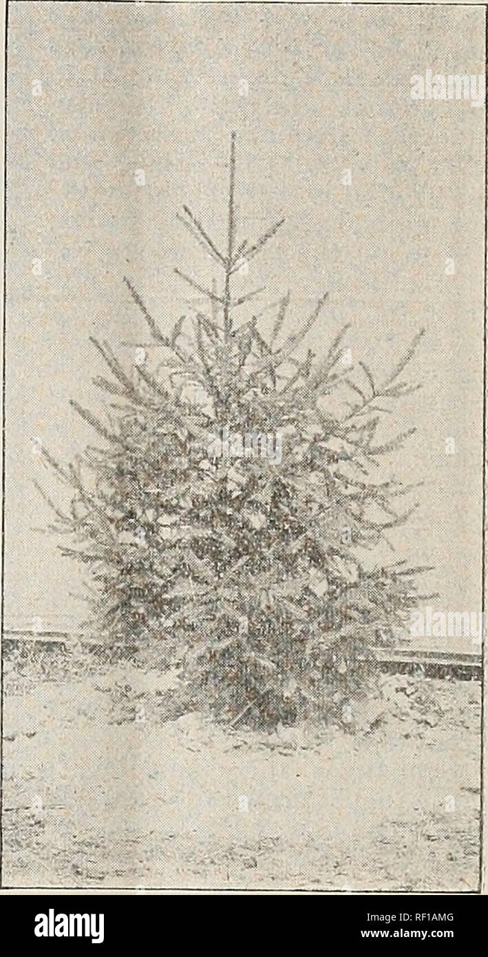 . Katalog der Evergreens, Europäische Lärche, etc.: Für das Frühjahr 1893. Baumschulen (Gartenbau) Illinois Dundee Kataloge; Bäume Sämlinge Kataloge; Obst Kataloge. 6 DUNDEE Baumschulen. Die FICHTE. (Abies Excelsa.) Eine sehr beliebte Sorte aus Europa. Es wurde immer stärker in dieses Landes angebaut als jede andere evergreeen. In der Tat ist es so gut wie der Beste überhaupt - grün für dekorative Zwecke, dass es nur nötig ist zu sagen, es ist auch eine der wertvollsten für Windfänge, Bildschirme und Hecken bekannt. Dieser Sorte Ich habe mehrere Millionen. Bin. Weißer Fichte. (Picea Alba.) ein pyrami Stockfoto