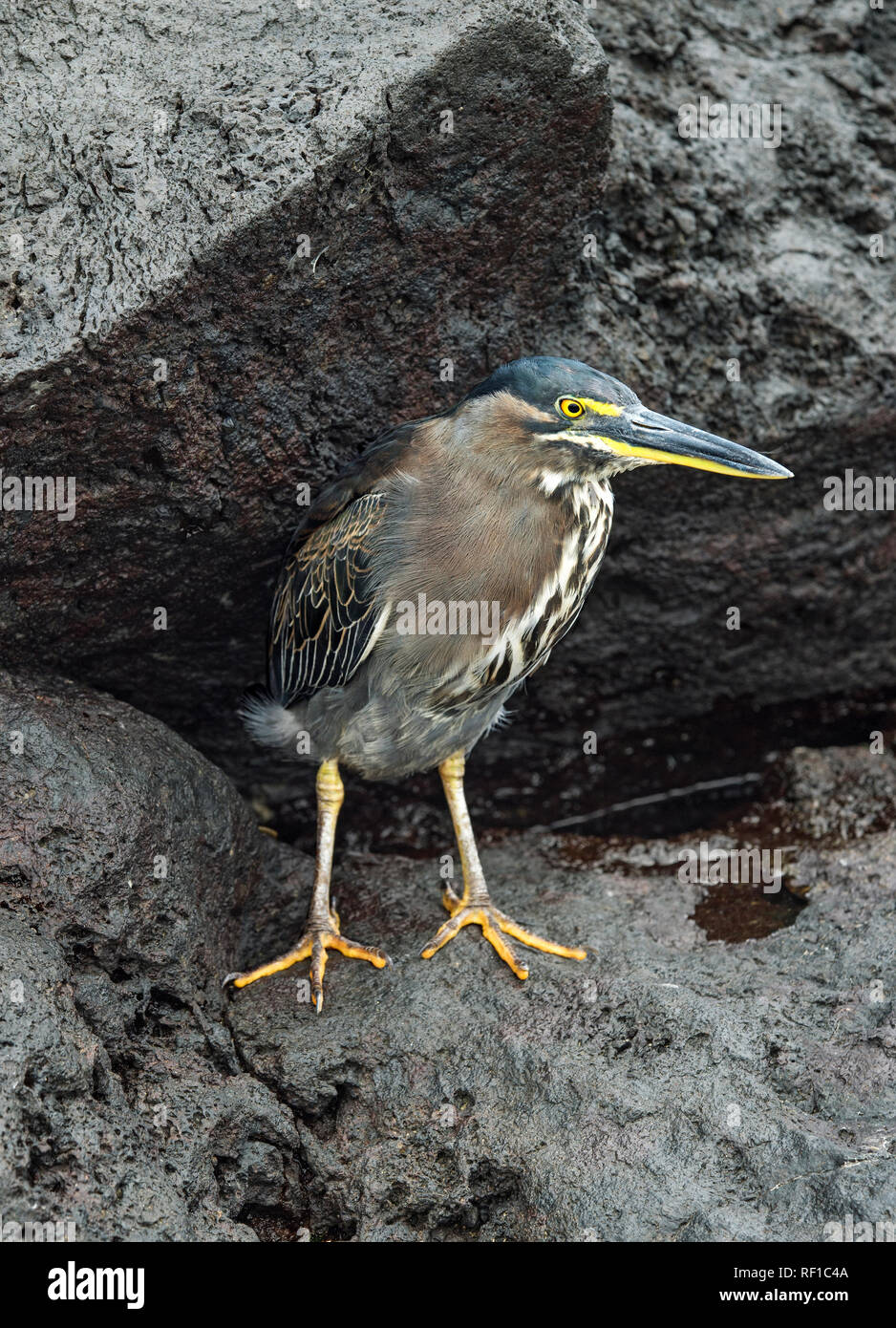 Gestreift Heron (Butorides striatus), Insel Floreana, Galapagos, Ecuador Stockfoto
