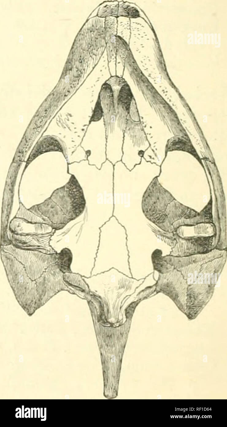. Katalog Der chelonians, rhynchocephalians, und Krokodile im British Museum (Natural History). Neu hrsg. von George Albert Boulenger. Chelonia (Gattung); Krokodile; Rhynchocephalia. Schädel von Cinosfcrnum leucosfomum. Panzers mehr oder weniger deprimiert; rn Schilde, einem azygos nuchal und 11 Paare. Plastron artikulieren, mit der Rn durch Naht, Vorder- und Hinterpfoten lobe Bewegliche; regelmäßiger Schild single oder nicht vorhanden: pektorale Schilde nicht die Ausdehnung auf der Brücke. Postorbital und zeitlichen Bögen moderat. Ziffern webbed; Finger alle kratzten, äußere toe clawless. Schwanz kurz. Amerika,ot die Equat Stockfoto