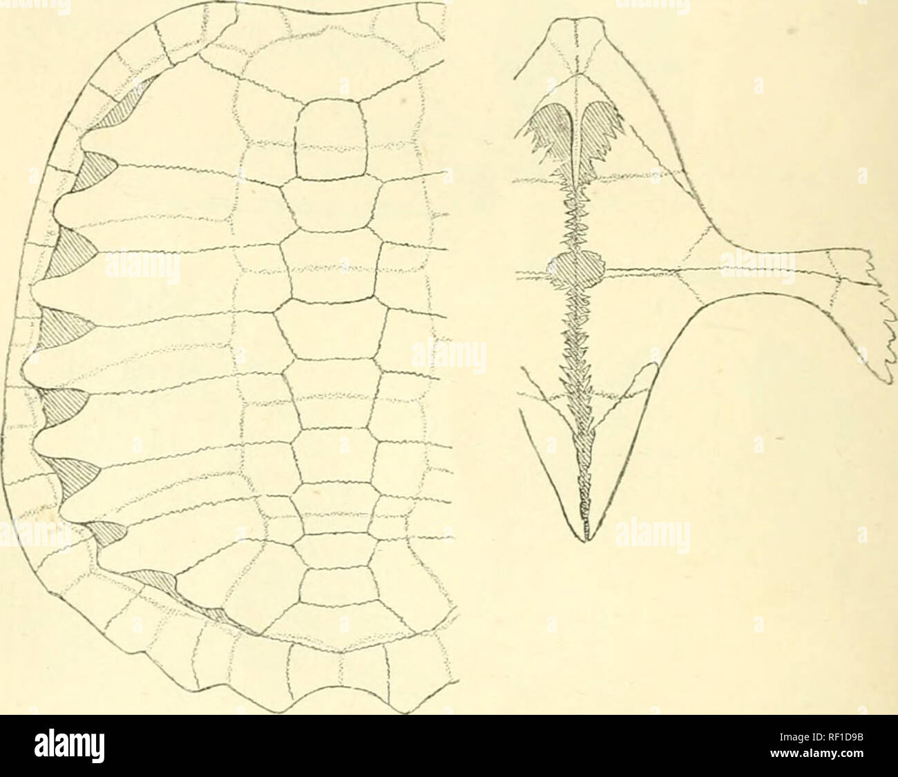 . Katalog Der chelonians, rhynchocephalians, und Krokodile im British Museum (Natural History). Neu hrsg. von George Albert Boulenger. Chelonia (Gattung); Krokodile; Rhynchocephalia. 22 CHELYDRID. i:. halfgrown, nach und nach immer glatter mit Alter. Vertebrale Schilde viel breiter als lang, mindestens drei Viertel der Breite des costals. Plastron mit kantigen Lappen; Brücke sehr schmal, etwas variabel in der Breite, aber nie mehr als ein Zehntel der Länge der Plastron*; das hypoplastral Knochen für eine viel größere Rolle in der Bildung der Brücke als die hyoplastra, die äußere Stockfoto