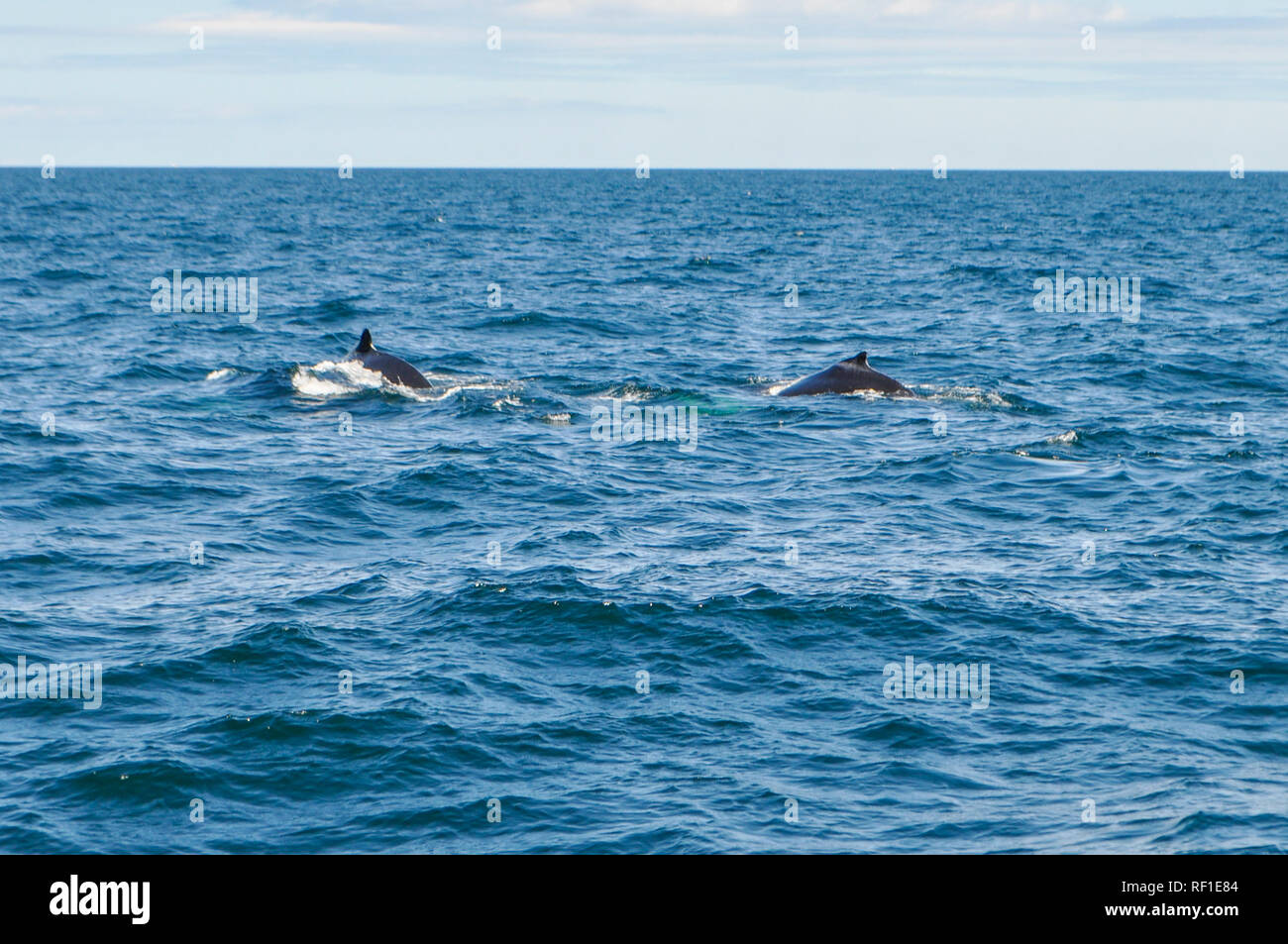 Eine Familie von Buckelwalen sucht./ beim Schwimmen im Atlantik. Whale Watching im Hafen von Boston in Massachusetts, USA Stockfoto