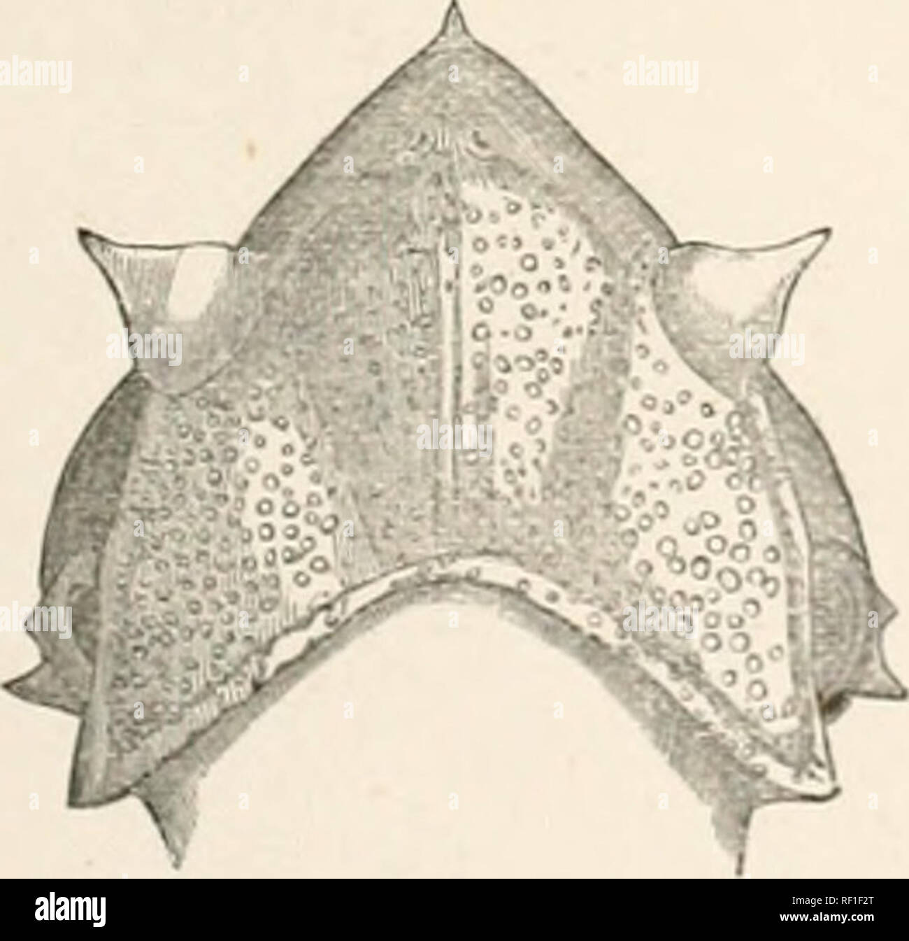 . Katalog Der batrachia Salientia s. Ecaudata in der... British Museum. Nachträge. 475 Olive oben, marmoriert mit dunkleren: Tibia und tarsus regelmäßig verjähren; geringere Flächen schmutzig weiß. Proin Schnauze zu 29 nrillim Vent. Madagaskar. a. 2 "Osten Betsileo. Rev. Dekane Cowan [C.]. Die Gattung Gophyla gekennzeichnet ist wie folgt: 5. COPHYLA. Cophyla, Boettyer, Zool. Anz. 1880, S. 281, und Abh. Senck. Ges. xii. S. 516. Schüler horizontal. Zunge Große, Ganze, und sich hinter sich. Pme-rine Zähne in einem einzigen median Gruppe hinter der Ebene der choante. Tympanon versteckt. Finger und Zehen mit einem Stockfoto