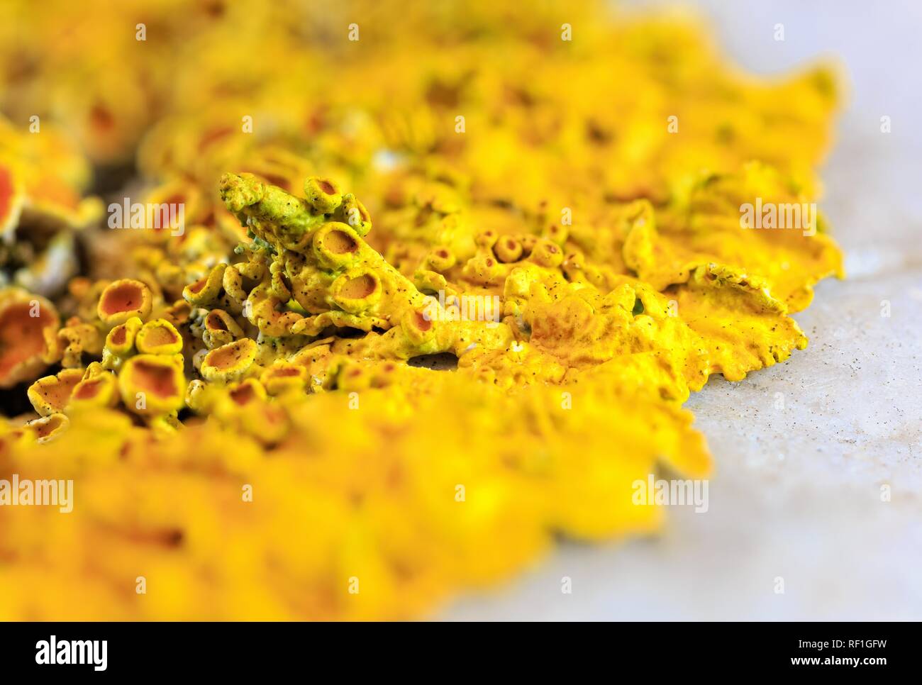 Gemeinsame orange Flechten (Xanthoria parietina) auf einem Kiesel Stockfoto