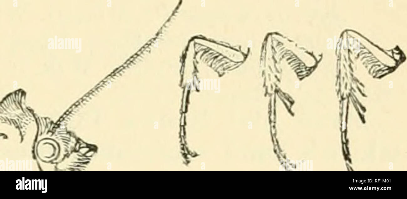 . Katalog der Lepidoptera Phalaenae im British Museum. Motten. £ M Fi?. 94,- Aplc' - faides speciosa, J. klein und dunkel, mit den Markierungen undeutlich. - kleine, blasse mit den Markierungen undeutlich. - Klein und blass, mit den Markierungen, die Sie Prominente - die etwas nach außen gebogen, Vene 7; eine Reihe von kleinen schwarzen lunules: Cilia kariert Schwarz und Weiß. Hinterflügeln weißlich durchdrungen mit hellen fuscous Braun; eine Reihe von schwarzen Schlieren; die Unterseite weiß mit schwarzen irrorated, einer Scheibenförmigen Gyrus postmedial lunule und gebogene Linie, discal incurved in Falten. Ab. 1. ohscura. Kopf, Thorax, Abdomen, Stockfoto