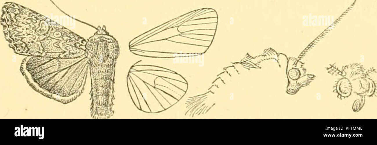 . Katalog der Lepidoptera Phalaenae im British Museum. Motten. SCOTOaRAMMA. 21) Koctiia saiicia, Esp. Sclniietfc. iv. pi. 152. w. 5 (1786). Hadena trcitschkii, Boisd. Ann. Soc. Linn. Paris, 18" 27, s. Krank, Pi. G. w. 2; Dup. Lep. Fr. vii. S. 40, Pi. 103. w. Ich; Herr.- Sehaff. Scbmett. Eur., Noct. ff 68, 69; Stand. Kat. Lep. pal. S. 159. Ich^' octua treitsckkei, Hubn. Eur. Sclmiett., Noct. w. 850 (1827). NoctiM Joh (&lt;) na. r, Hiibn. Eur. Schmett., Noct. ff 726, 727 (1827). Nocftca farkasii, Treit. Sclnnet. Eur x. 2, S. 74 (1835). Hadena intermissa, Wlk. xi. 587 (1857). Apamea inquieta, Stockfoto