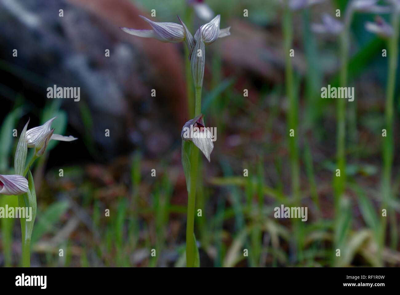 Serapias parviflora Stockfoto