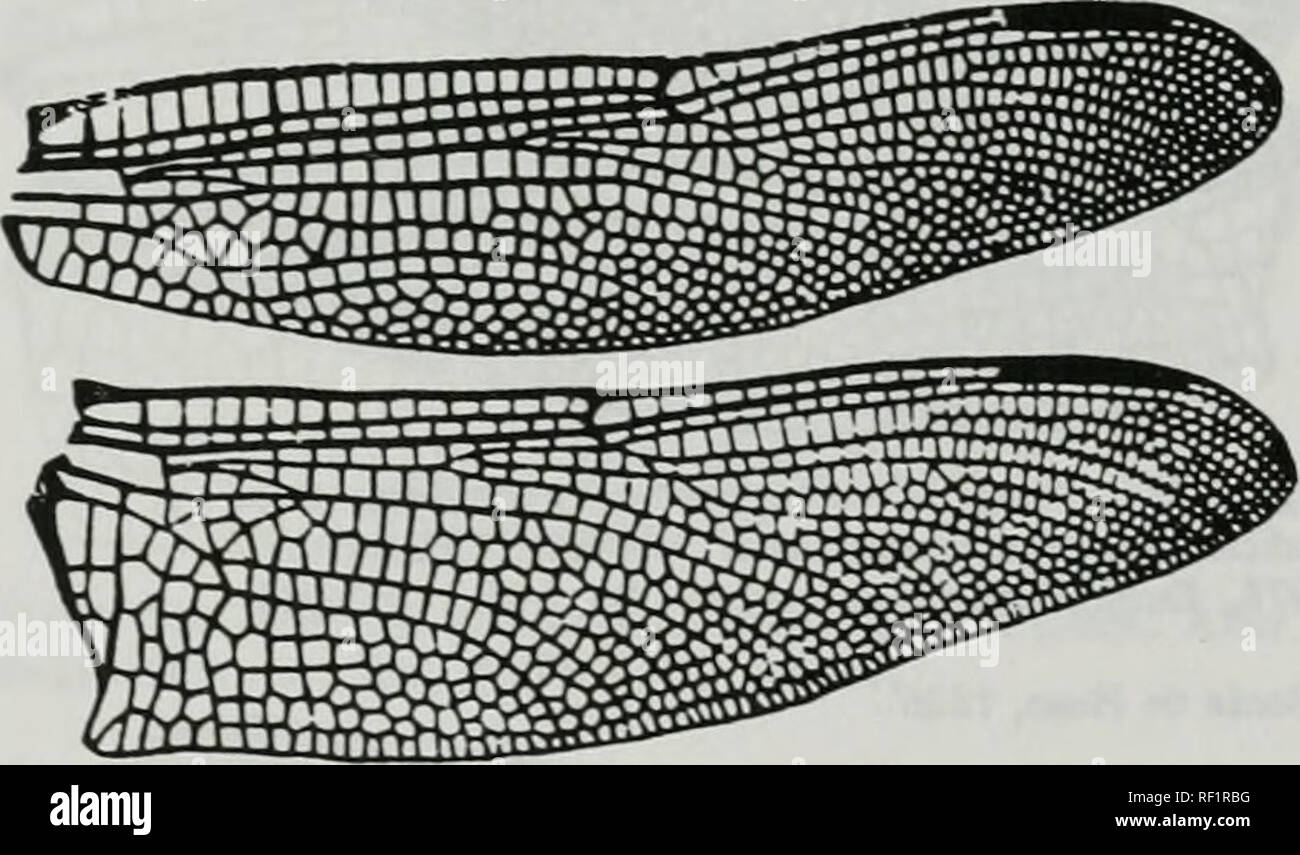 . Katalog der Familie, Gattung und Arten - Gruppe Namen der Iec der Welt. Iec; Odonata; Libellen; Libellen; Damselflies; Damselflies. Abbildung 589. Flügel des Diaslaiomma selysi Schouteden. Nach Belyshev&amp; Harilonov, 1978. Entscheidungsbefugnis der Libellen: 98, f48 [b0695 J Gomphidla Selys, 1854. Abbildung 590. Flügel des Comphidia (Sinogomphidia) kruegeri Martin (als Sinogomphidia krugeri). Nach Belyshev&amp;. Haritonov, 1978. Entscheidungsbefugnis der I&gt; ragonflies: 97, f 47 - l (b0695] Gomphidia Selys, 1854. Bitte beachten Sie, dass diese Bilder aus gescannten Seite Bilder extrahiert werden, Stockfoto