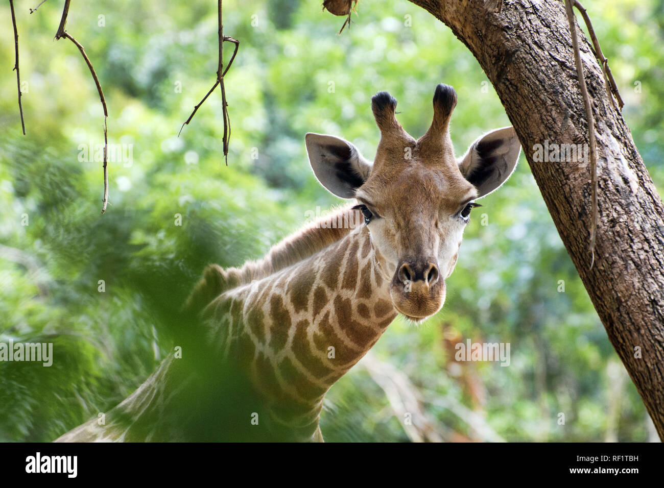 Giraffe - Giraffe Giraffa Stockfoto