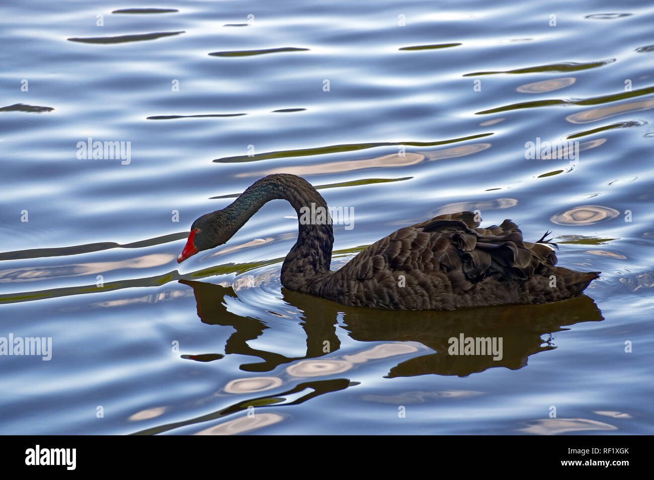 Schwarzer Schwan - Cygnus olor Stockfoto