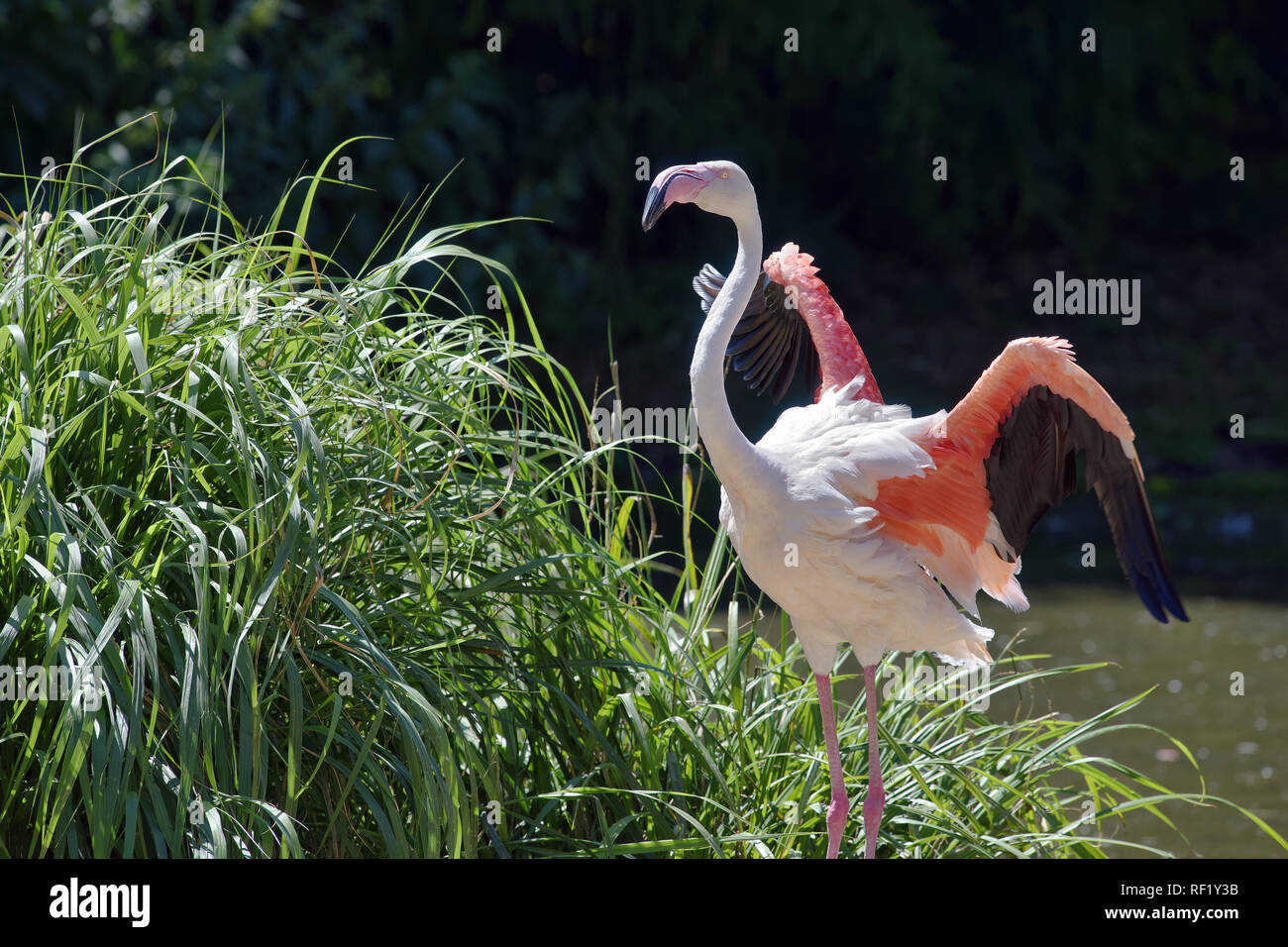 Rosaflamingo - Phoenicopterus roseus Stockfoto