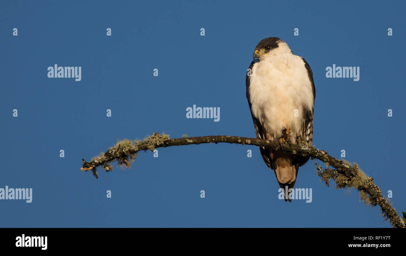 Ein gutes Omen Bussard thront hoch auf einem Zweig Stockfoto