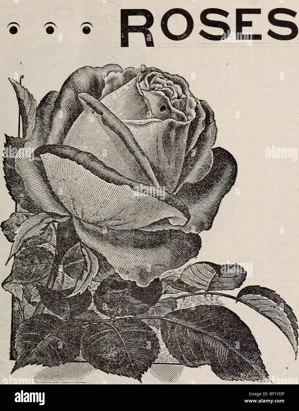 Katalog Der Cottage Rose Garden Baumschulen Ohio Columbus