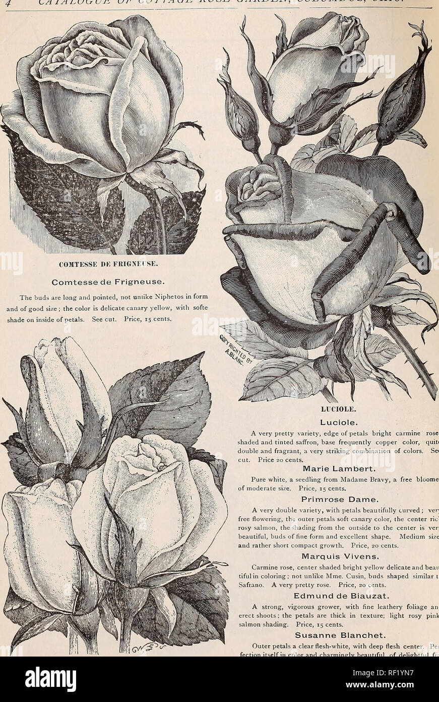 Katalog Der Cottage Rose Garden 1889 Baumschulen Ohio Kataloge