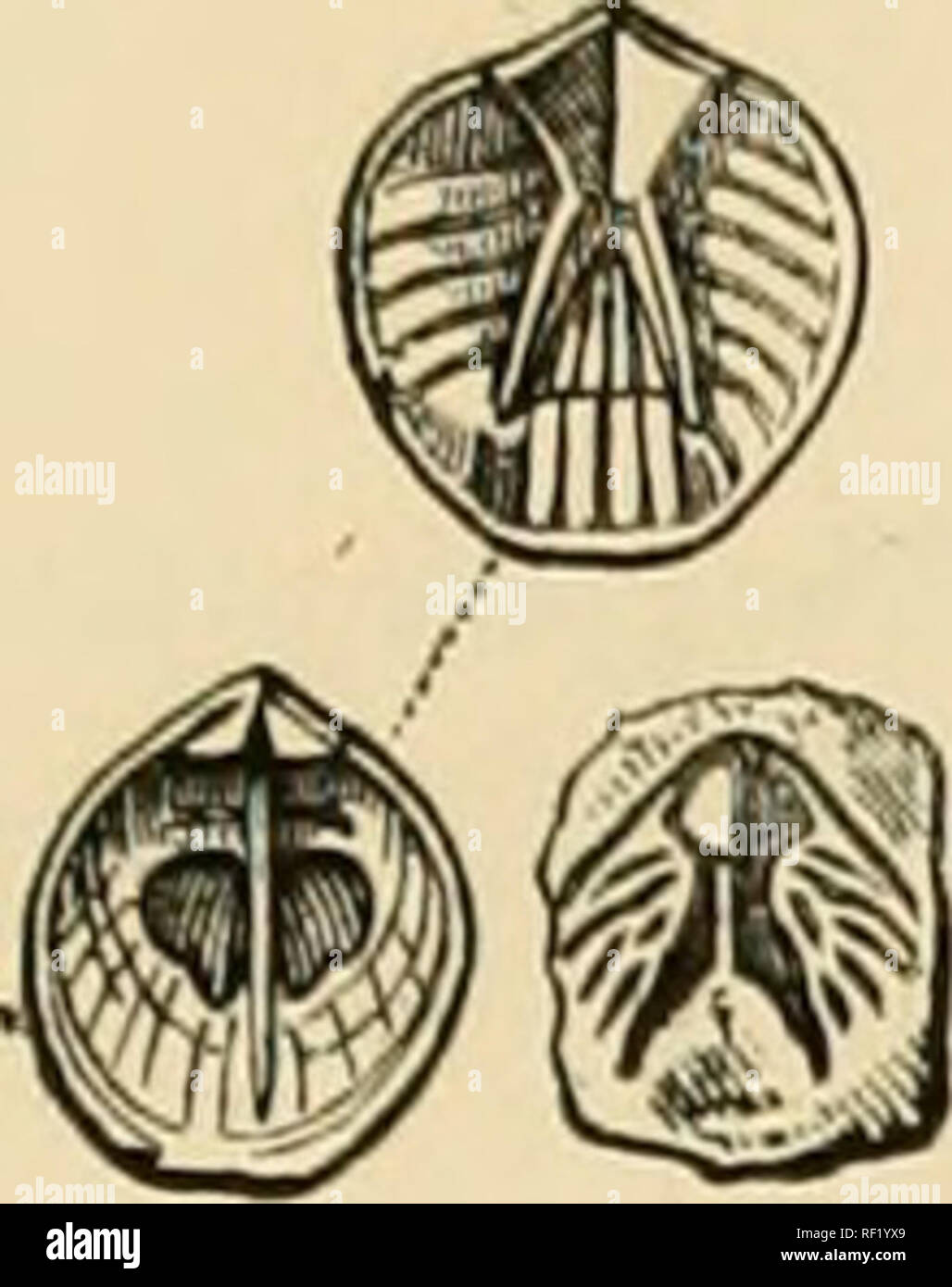 . Ein Katalog der Sammlung von Kambrium, Silur Fossilien im Geologischen Museum der Universität von Cambridge. Paläontologie, Paläontologie. WENLOCK GRUPPE. 139 Fall und Spalte mit Schubladen. Verweis auf Mccoys Synopsis: und Zahlen der Gattungen. Namen und Referenzen; die Beobachtungen, &Amp; c. Zahlen und Gemeinden. Gdl GD3 GD3 GD3 FC GDL GD3 GD3 GD3 Gc 8 FC Spondylobolus craniolaris, S. 255. PI. 1 UHR, Feigen. 4, 5 .. Athyris, S. 196. Eemithyris, S. 201. Athyris obovata, Sow. sp. (Siluria, 2. ed. pi. 22, Abb. 16, Dav. Sil. Brach. S. 121, t. 12, Abb. 19, t. 13, Abb. 5). Meristella Circe, Stockfoto