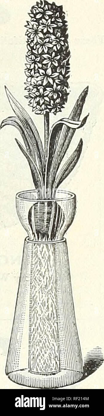 . Katalog der Blumenzwiebeln, Pflanzen und Samen für den Herbst einpflanzen. : 1895. Saatgut Industrie und Handel Kataloge; Gemüse; Blumen Samen Samen Kataloge Kataloge; Gräser, Samen Kataloge. Patent Hyazinthe Glas. Diese ist in zwei Teile; theinncrcontains der Glühlampe und Wurzeln und können, ohne sie zu verletzen entfernt werden, mit Wasser zu füllen, 25c. jedes, $ 2,50 pro Doz, Japanisch Hyacinth Vase. Weißes Porzellan in Farben und gold dekoriert, unter Glasur m japanischen Designs. 40 c Jeder, $ 4,00 pro Doz. Billiger Besoldungsgruppe in Grau und Grün oder Blau und Weiß, 2cc. Jedes, $ 2,00 pro dtz.. ROSE Schalen und Vasen. Für Blüten.. Klagegründe Stockfoto