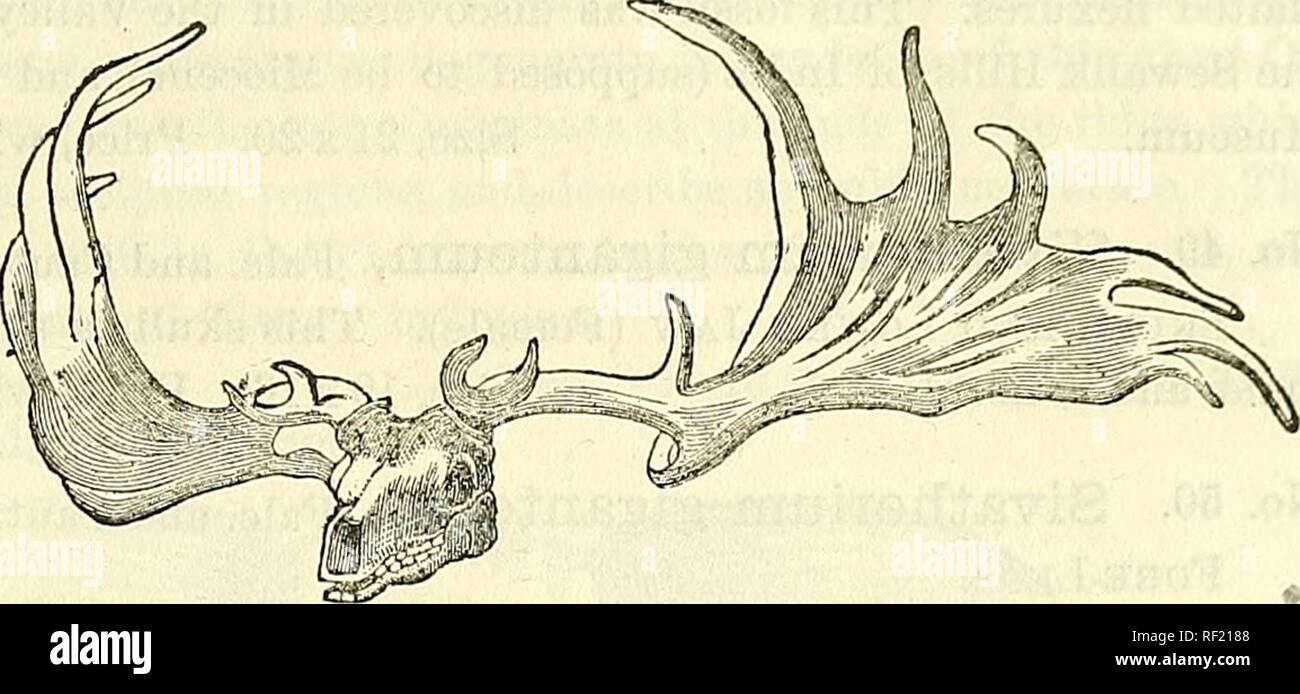 Megaceros hibernicus Fotos und Bildmaterial in hoher Auflösung Alamy