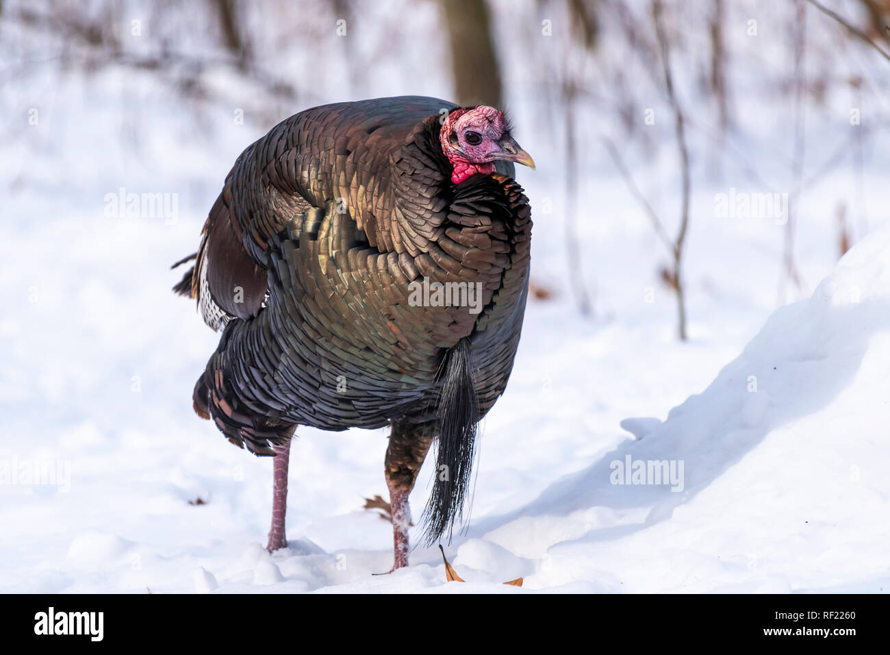 Männliche wilder Truthahn (Meleagris gallopavo) zu Fuß durch den Schnee. Stockfoto