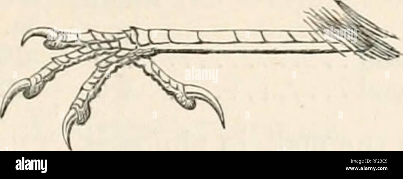 . Katalog der Vögel im British Museum. 18, CALAMONASTES. 133 18. CALAMONASTES.. Tarsus in Calamonastcs scutellations fasciolafus, zu zeigen. Bereich. Südafrika, bis in Zentralafrika. Schlüssel zu den Arten. a. Wing-Verstecke mit Buffy mit weißer Spitze; obere Oberfläche fulvous Braun, klarere und tawny auf dem Rumpf und der oberen Schwanz - deckfedern fasciolatus, S. 133. h. Wing-deckfedern Uniform, witliout keine blasse Tips; obere Fläche einheitliche Stumpf ashy Braun tindosus, S. 134. 1. Calamonastes fasciolatus. Drymoica fasciolata. Smith, III. Zool. S. Afr., Aves, Pi. exi. Abb. 2 (1847); £ s. Consj). Ich. S. 2 Stockfoto