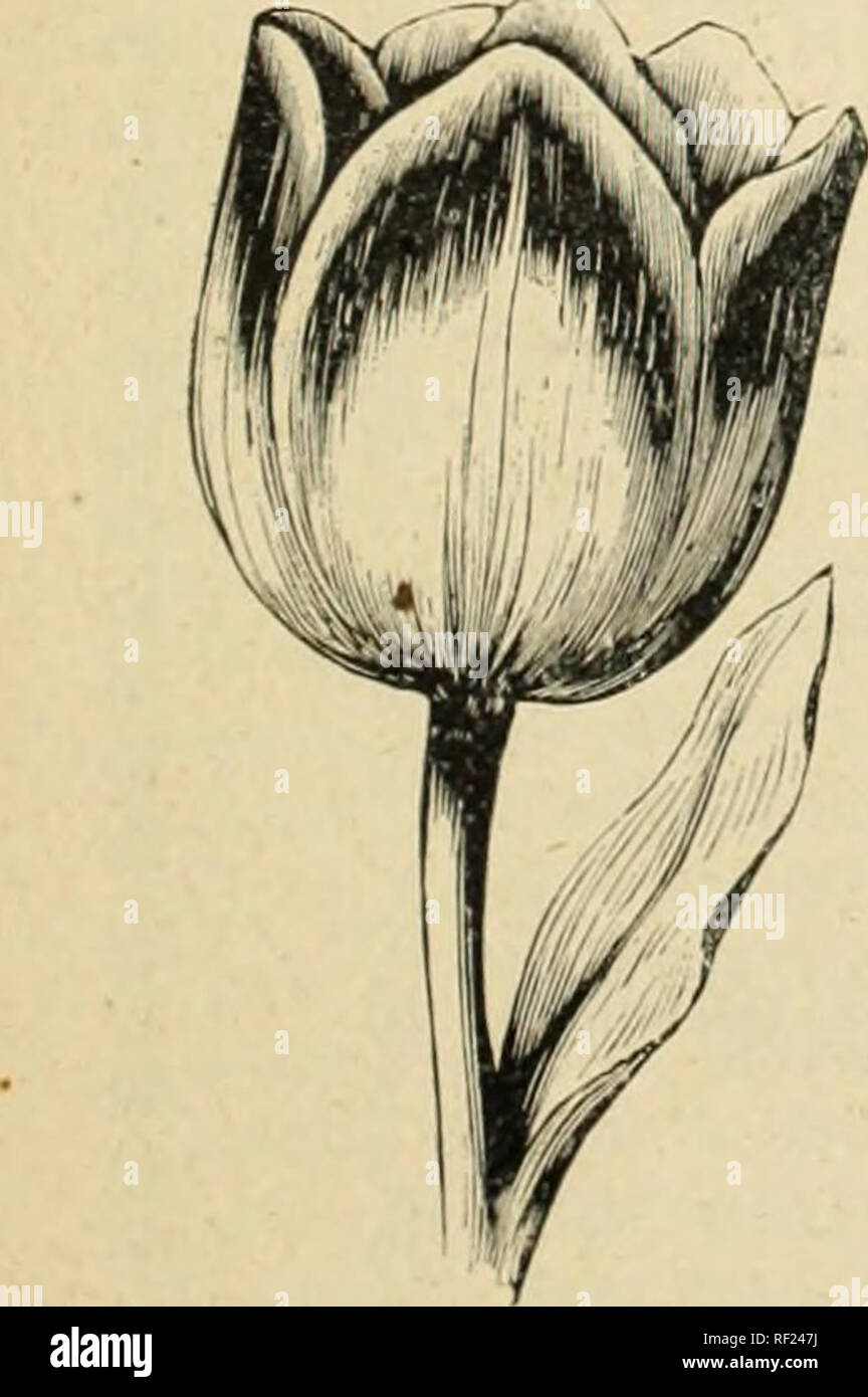 Katalog von Holland Zwiebeln und Pflanzen: für Herbst einpflanzen.. Die  Glühbirnen (Pflanzen), Kataloge, Blumen, Kataloge. C^^ Er Tulip ist  vielleicht die schönste aller Blumen, gewinnende universal Bewunderung, wie  es überhaupt funktioniert,