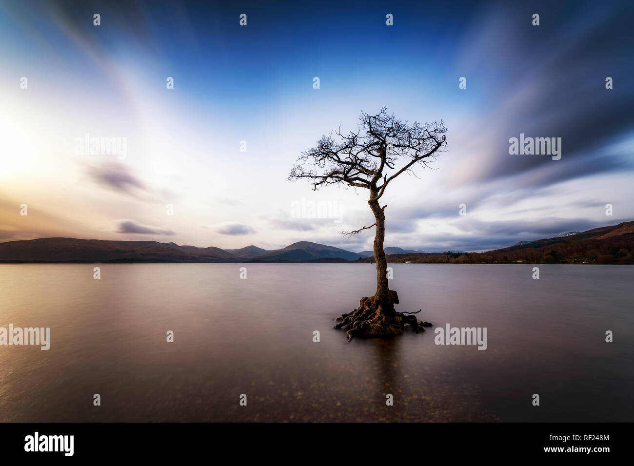 Großbritannien, Schottland, Loch Lomond, Milarrochy Bay, Lone Tree Stockfoto