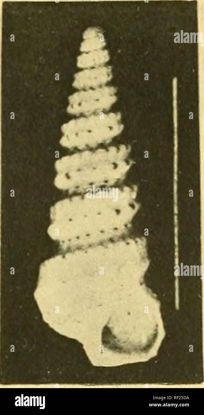 . Katalog der Hadfield Sammlung von Muscheln aus der Lifu und Uvea, Loyalty Islands. Hadfield, James. % ""%1. Bitte beachten Sie, dass diese Bilder sind von der gescannten Seite Bilder, die digital für die Lesbarkeit verbessert haben mögen - Färbung und Aussehen dieser Abbildungen können nicht perfekt dem Original ähneln. extrahiert. Melvill, James Cosmo, standen, Robert; Manchester Museum (Universität Manchester). Manchester: J.E.Cornish Stockfoto