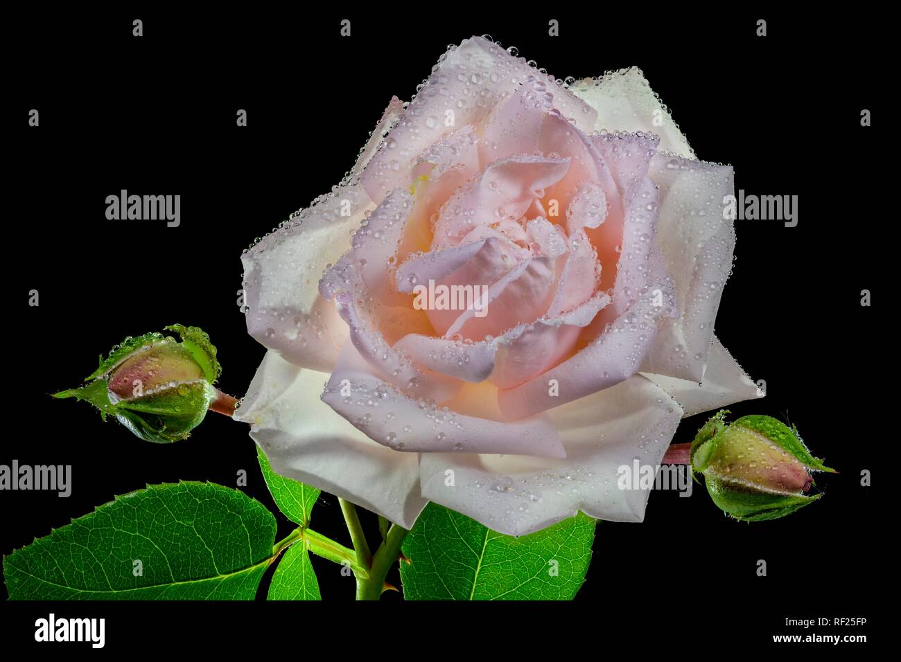 Rose (Rosa) mit Wassertropfen, Fokus stack, Österreich Stockfoto