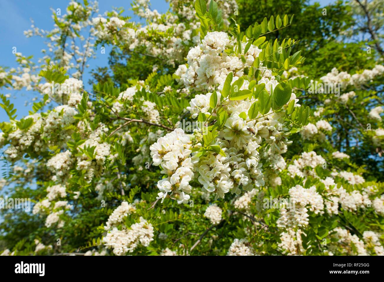 Robinie (Robinia pseudoacacia), Blumen, Thüringen, Deutschland Stockfoto
