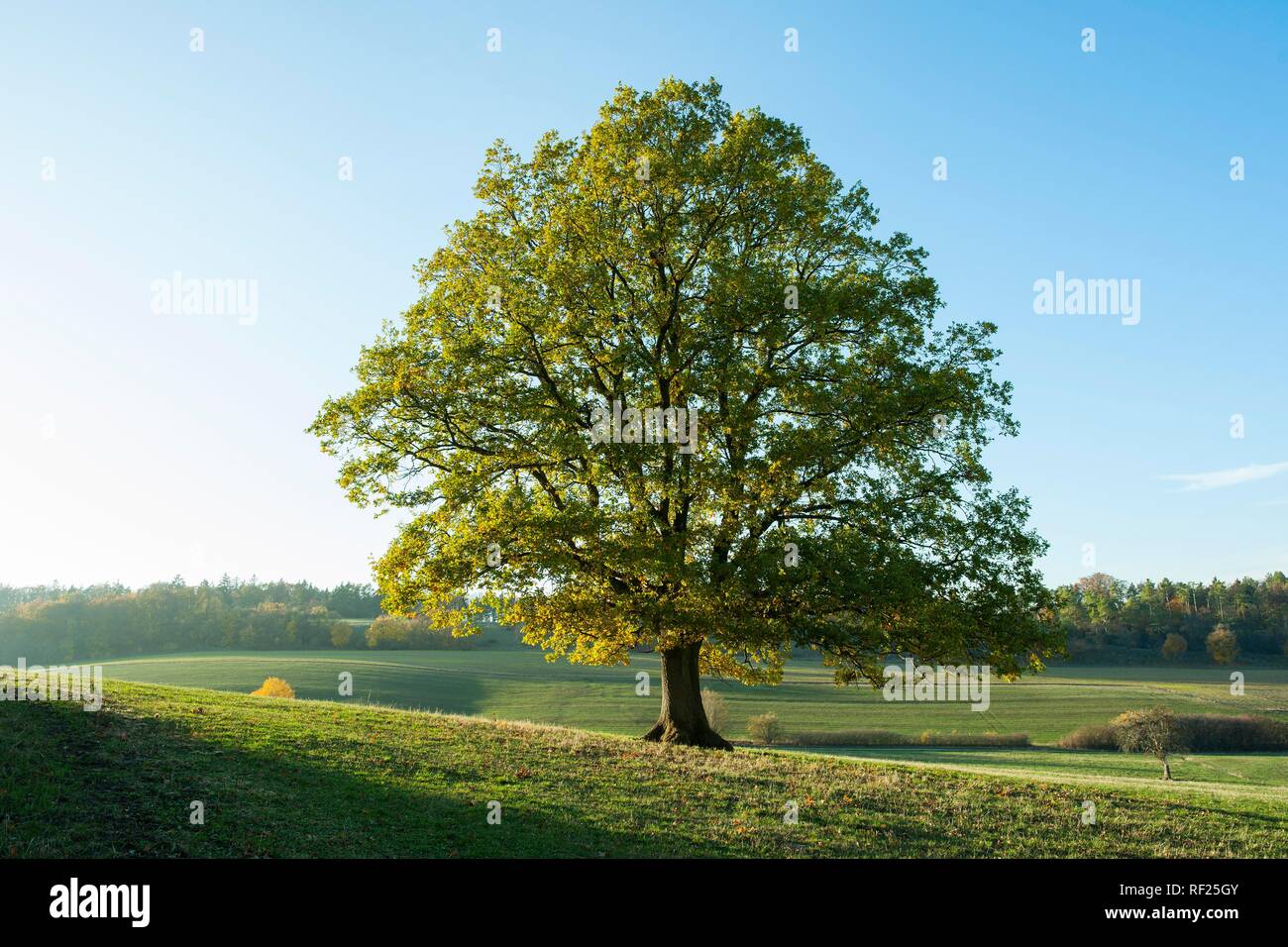 Englisch Eiche (Quercus robur), Solitärbaum, Thüringen, Deutschland Stockfoto