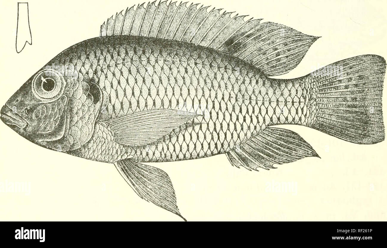 . Katalog der Süßwasser-Fische von Afrika in das British Museum (Natural History). Fische; Süßwasser-Tiere. 200 CICHLID. E. Jcbba, Upper Niger. 150. Yg. 151. Ad. 152-153. Ad. Mureji, 154-158 Ad. &Amp; Tano R., Gold Coast. 159-163. Arten von L. Büsum Chi, Gold Coast. Chromis busu. - manus. 1 (54. Skel. ",, 165-167. Arten von L. in Galiläa. Chroinis andrecc. Kapitän G. F. Abadie (S. ). C. H. Firmin, Esq. (S. ). J. S. Budo-ett, Esq. (S. ). Dr. H. G. F. Spurrell (S. ). S. B. N. Walker, Esq. (C.); Dr. A. Giinther (S. ). Canou Tristram (C). 35. TILAPIA KOTTiE. Lonnb. Ann. &Amp; Mag. N. H.. (7) xiii. 1904 Stockfoto