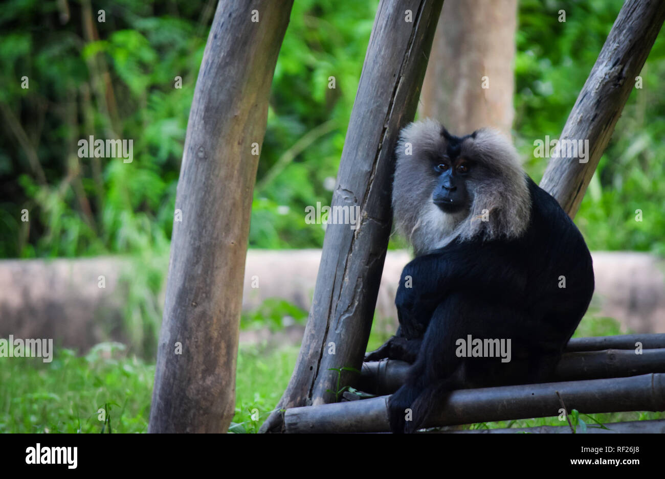 Zoo Tiere fühlen wie ein Gefangener Stockfoto