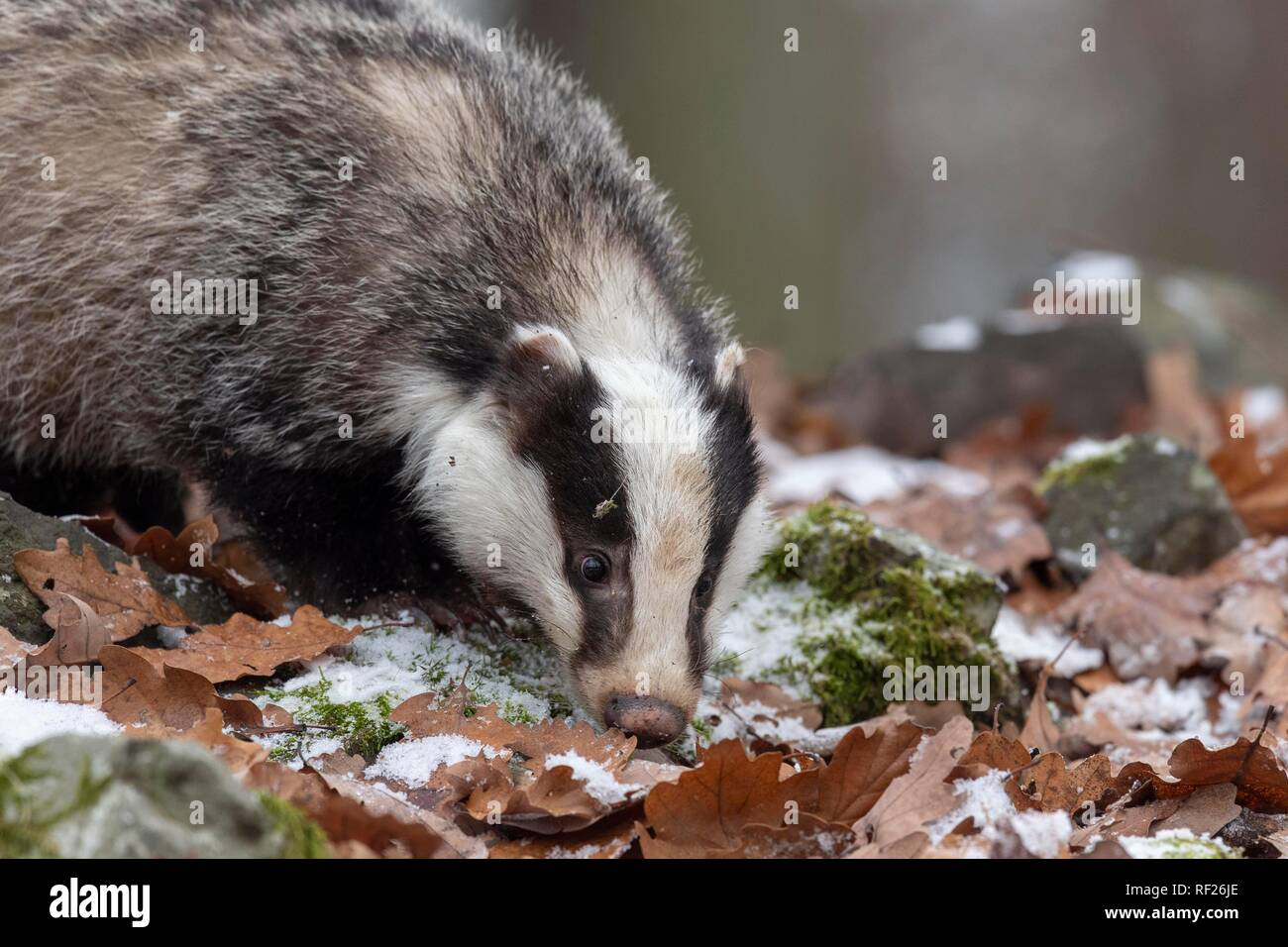 Europäischen Dachs (Meles meles), Captive, Pilsen, Tschechische Republik Stockfoto