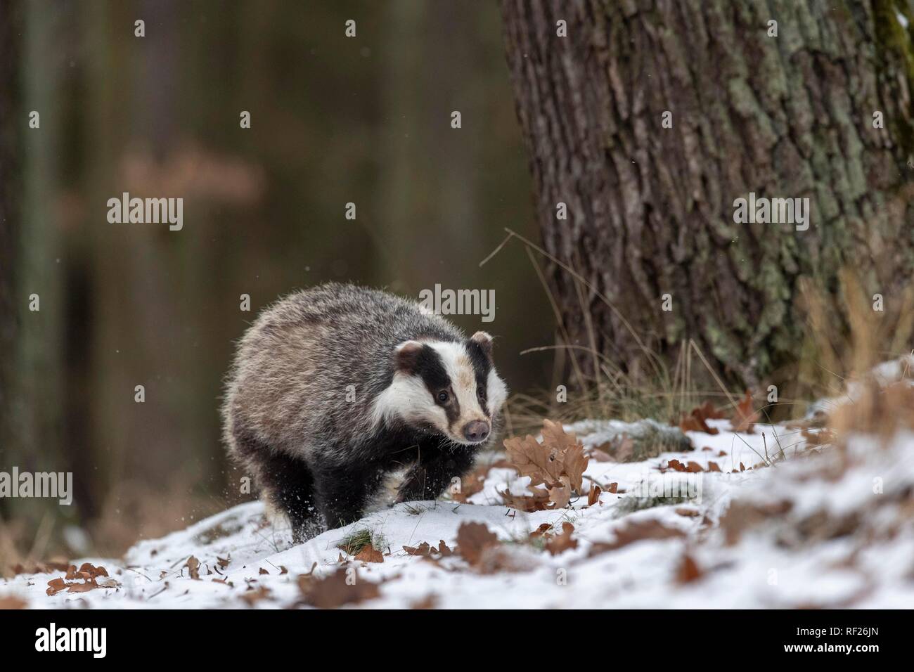 Europäischen Dachs (Meles meles) läuft im Schnee, Captive, Pilsen, Tschechische Republik Stockfoto
