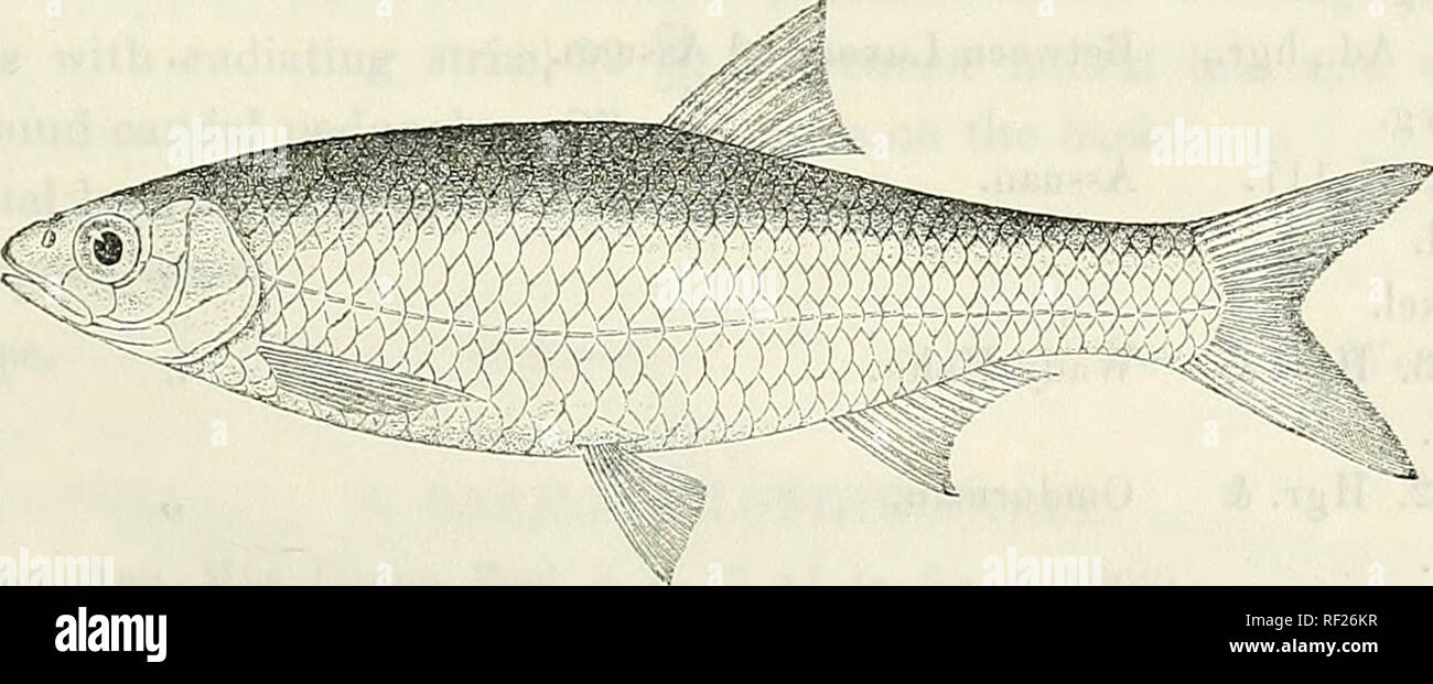 . Katalog der Süßwasser-Fische von Afrika in das British Museum (Natural History). British Museum (Natural History); Fische; Süßwasser-Tiere. BAK 1 LIUS. 193 2. Dorsal mit 9-10 verzweigte Strahlen. A. Krank 15-17; Sc. 47-52^p, 2. . A. Krank 13-14; Sc. 55-60 1^*, 3. C. 80-88 Skalen in der Seitenlinie. D. Krank 10; A. Krank 17; Sc. 82^, 4. . D. A. krank krank 9-10; 16-17; Sc. 80 - 14. B. microcephalics, Gthr., S. 205. 15. B. moorii, Blgr., S. 206. 16. B. tangardccB, Blgr.., S. 207. 1 * U-1 4 A88 suz 5. 17. B. microlepis, Gthr., S. 208. 1. BARILIUS NILOTIOUS. Leuciscus niloticus, Joannis, Mag. Zool. Stockfoto