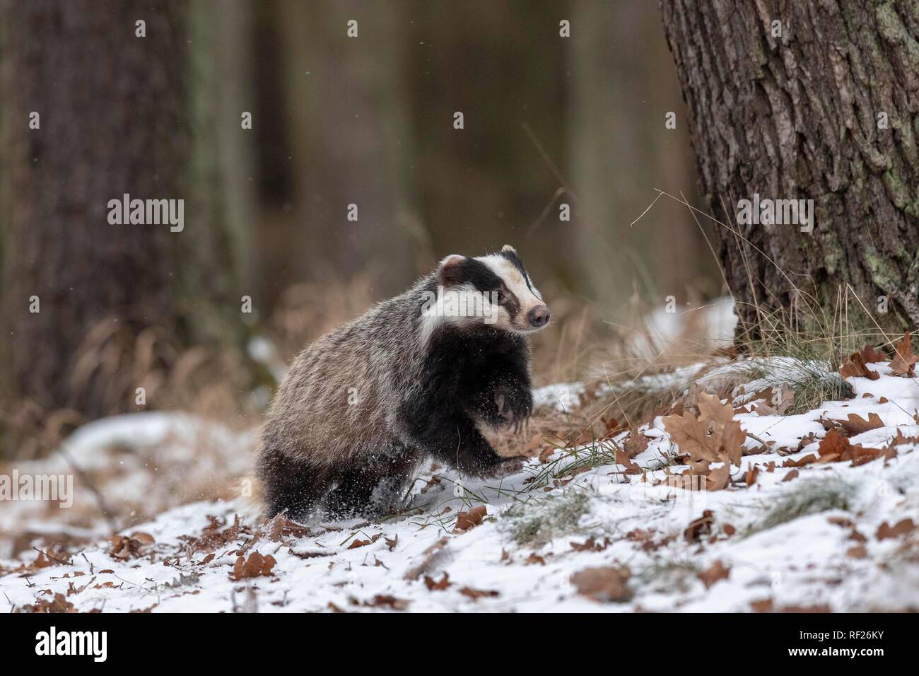 Europäischen Dachs (Meles meles) läuft im Schnee, Captive, Pilsen, Tschechische Republik Stockfoto