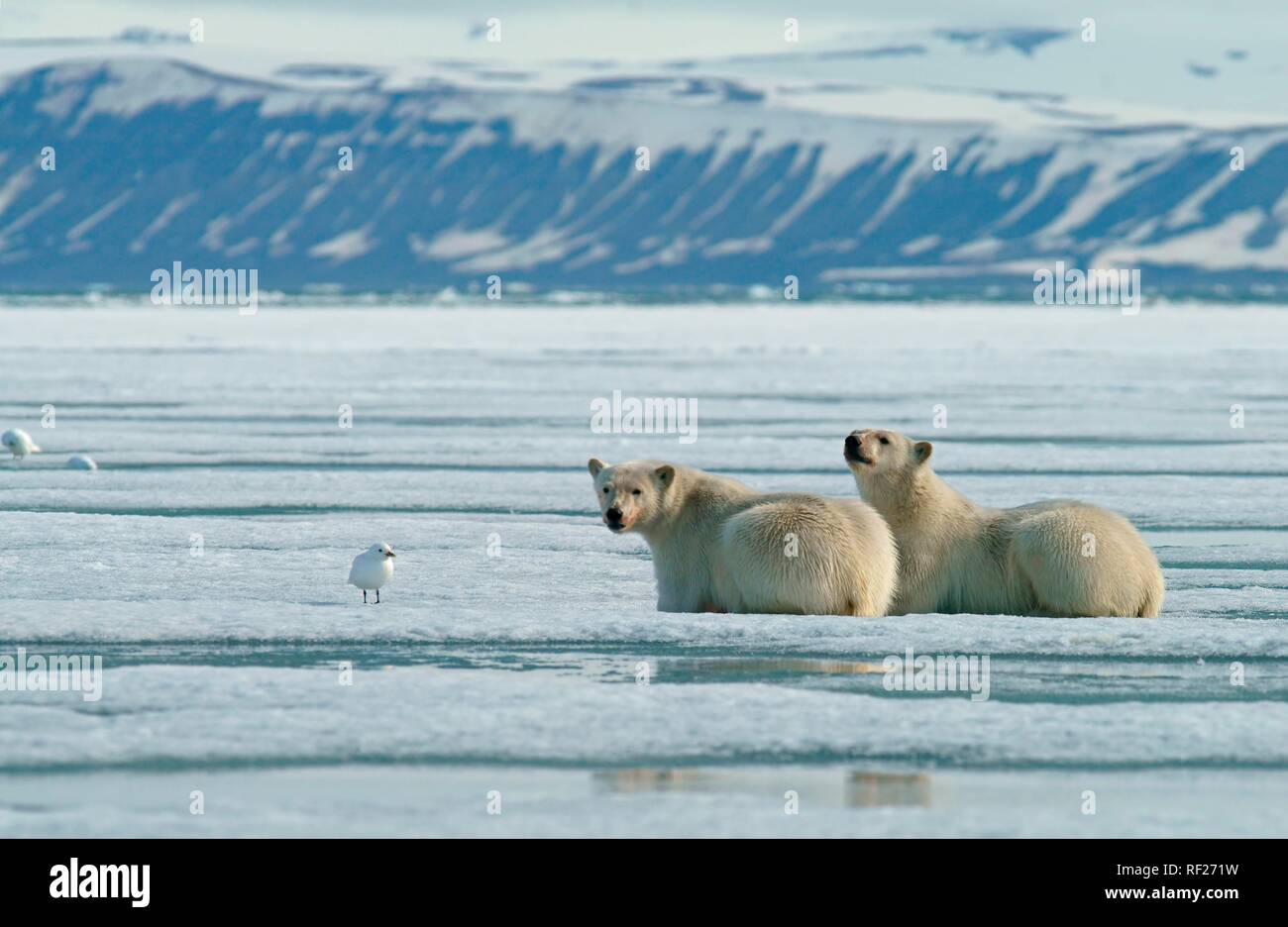 Polar bearn (Ursus maritimus), junge Tiere auf dem Eis, in der norwegischen Arktis Svalbard, Norwegen Stockfoto